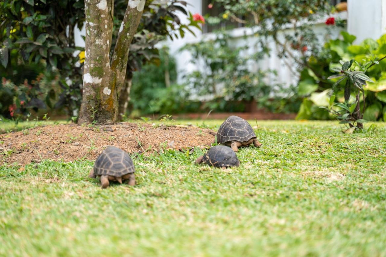Ixora Villa Anse Royale Eksteriør bilde
